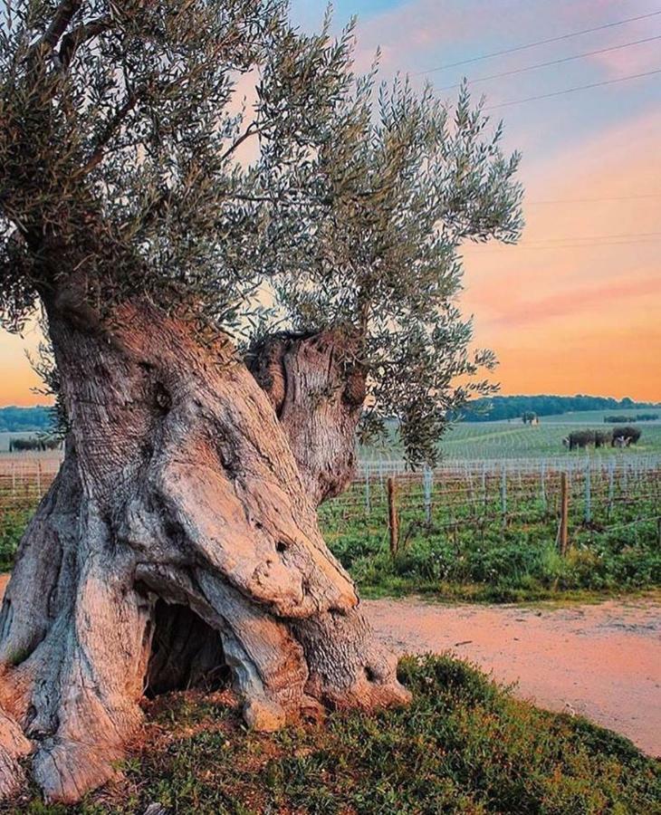 Mansarda Romantica "Il Nido Delle Rondini" Conversano Eksteriør bilde